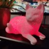 Lotti the Cat